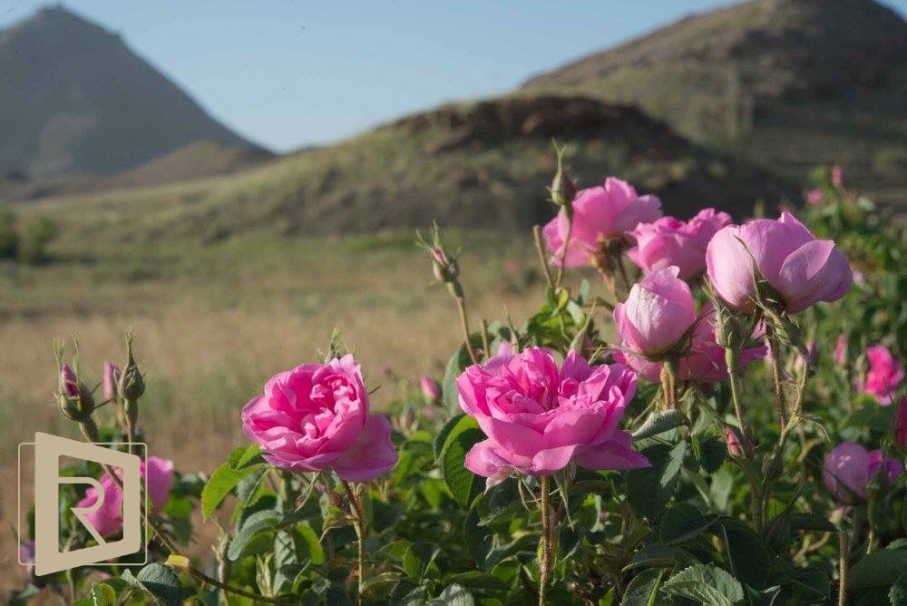 صورة العقار 1111