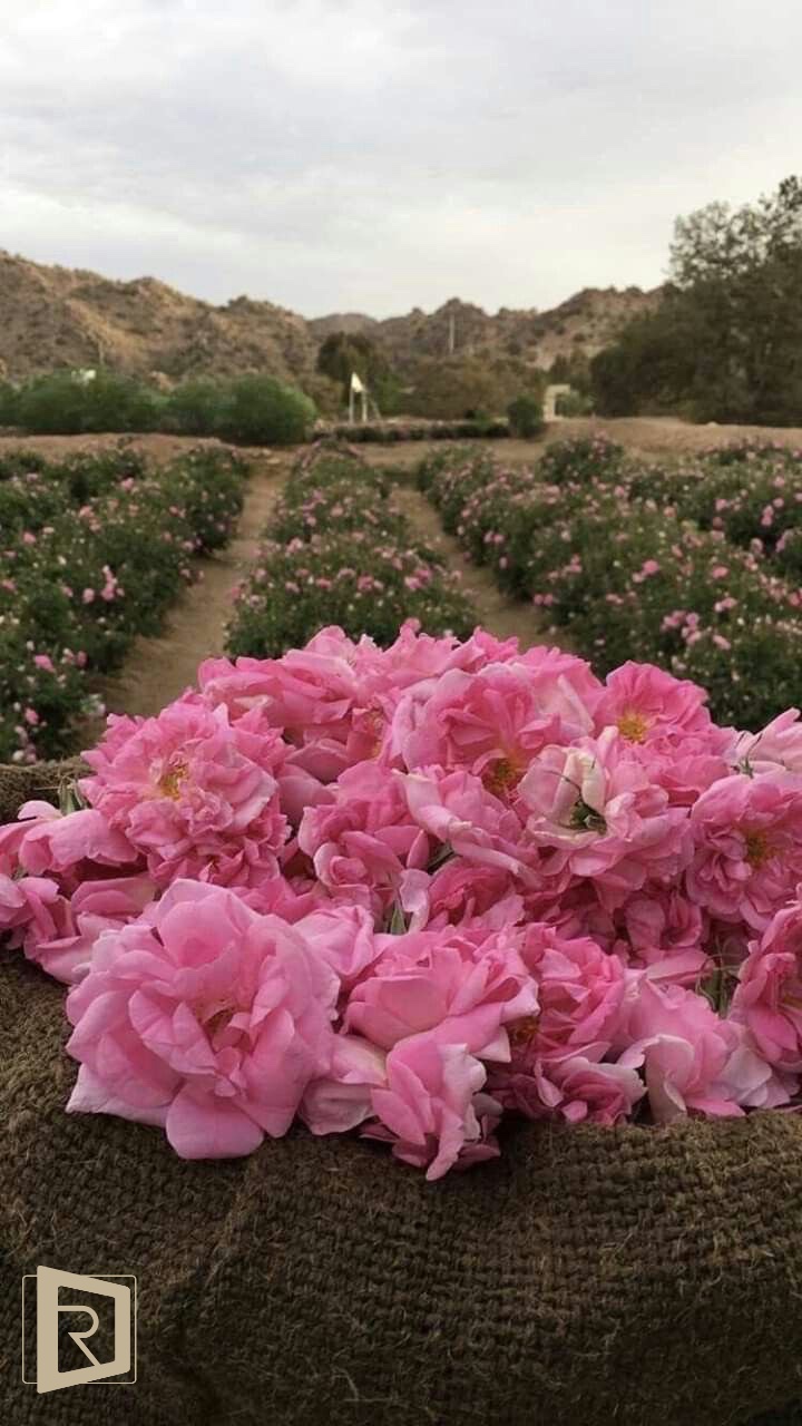 صورة العقار 1111
